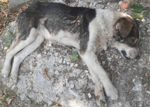 Πλατανιά Ιωαννίνων: 19 ζώα δολοφονημένα με φόλες από τις αρχές Ιουνίου