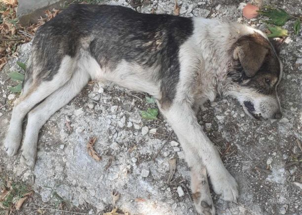 Πλατανιά Ιωαννίνων: 19 ζώα δολοφονημένα με φόλες από τις αρχές Ιουνίου