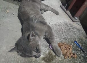 Πολίχνη Θεσσαλονίκης: Βρήκε γατάκι πυροβολημένο στο κεφάλι με αεροβόλο δύο φορές