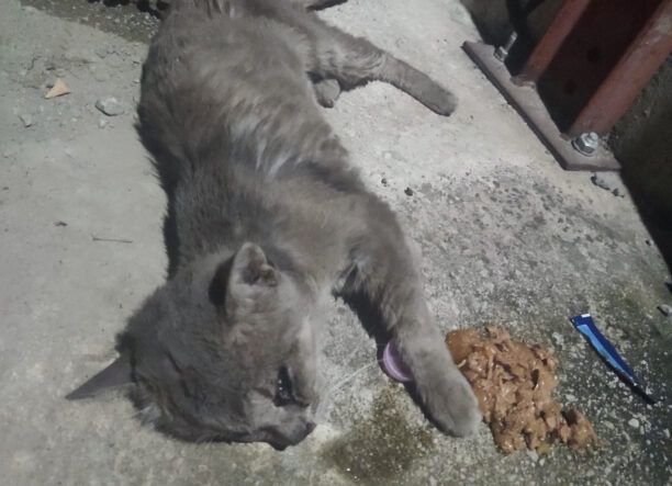 Πολίχνη Θεσσαλονίκης: Βρήκε γατάκι πυροβολημένο στο κεφάλι με αεροβόλο δύο φορές