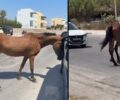 Ρόδος: Άλογα σκελετωμένα παραπαίουν στη μέση του δρόμου (βίντεο)