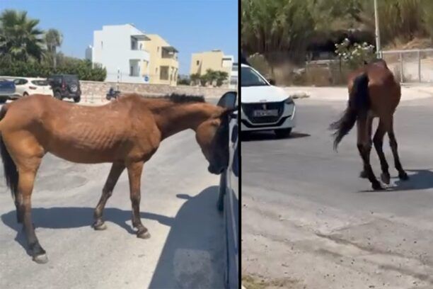 Ρόδος: Άλογα σκελετωμένα παραπαίουν στη μέση του δρόμου (βίντεο)