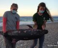 Βρήκαν δελφίνι πνιγμένο με κομμένη ουρά σε ακτή της Σάμου