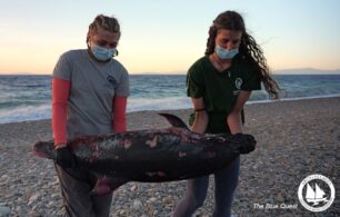 Βρήκαν δελφίνι πνιγμένο με κομμένη ουρά σε ακτή της Σάμου