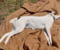 Σταυράκι Ιωαννίνων: Με φόλες δολοφονήθηκαν τουλάχιστον δύο σκυλιά