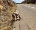 Βοιωτία: Έκκληση για τον σκελετωμένο και ετοιμοθάνατο σκύλο