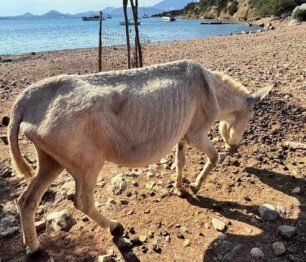 Κατήγγειλε την κακοποίηση γαϊδουριών που βρήκε σκελετωμένα στη βραχονησίδα Δοκός