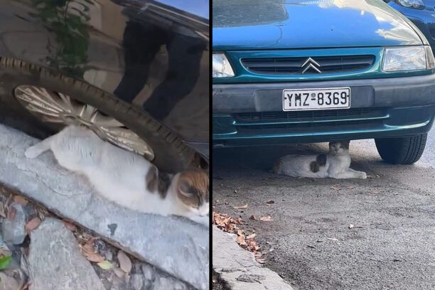 Κορυδαλλός Αττικής: Έκκληση για τραυματισμένη γάτα που σέρνεται καθώς πατήθηκε από αυτοκίνητο (βίντεο)