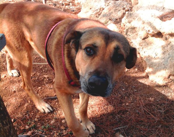 Τουρίστες έχασαν τον αρσενικό σκύλο τους στη Σαντορίνη και τον αναζητούν εναγωνίως