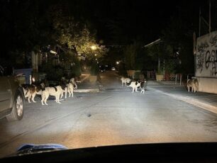 Νέες εγκαταλείψεις σκυλιών ή και μετακινήσεις αδέσποτων από άλλους δήμους καταγγέλλει ο αντιδήμαρχος Κατερίνης (βίντεο)