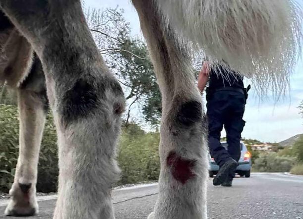 Λευκάδα: Συνελήφθη παπάς που έσερνε τα σκυλιά του στην άσφαλτο δεμένα σε Ι.Χ. (βίντεο)