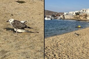 Μύκονος: Γλάρος ένα μήνα με σπασμένο φτερό και κανείς δεν νοιάζεται να τον βοηθήσει