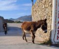 Μύκονος: Παστουρωμένα γαϊδούρια με δεμένα τα πόδια στο Μαράθι (βίντεο)