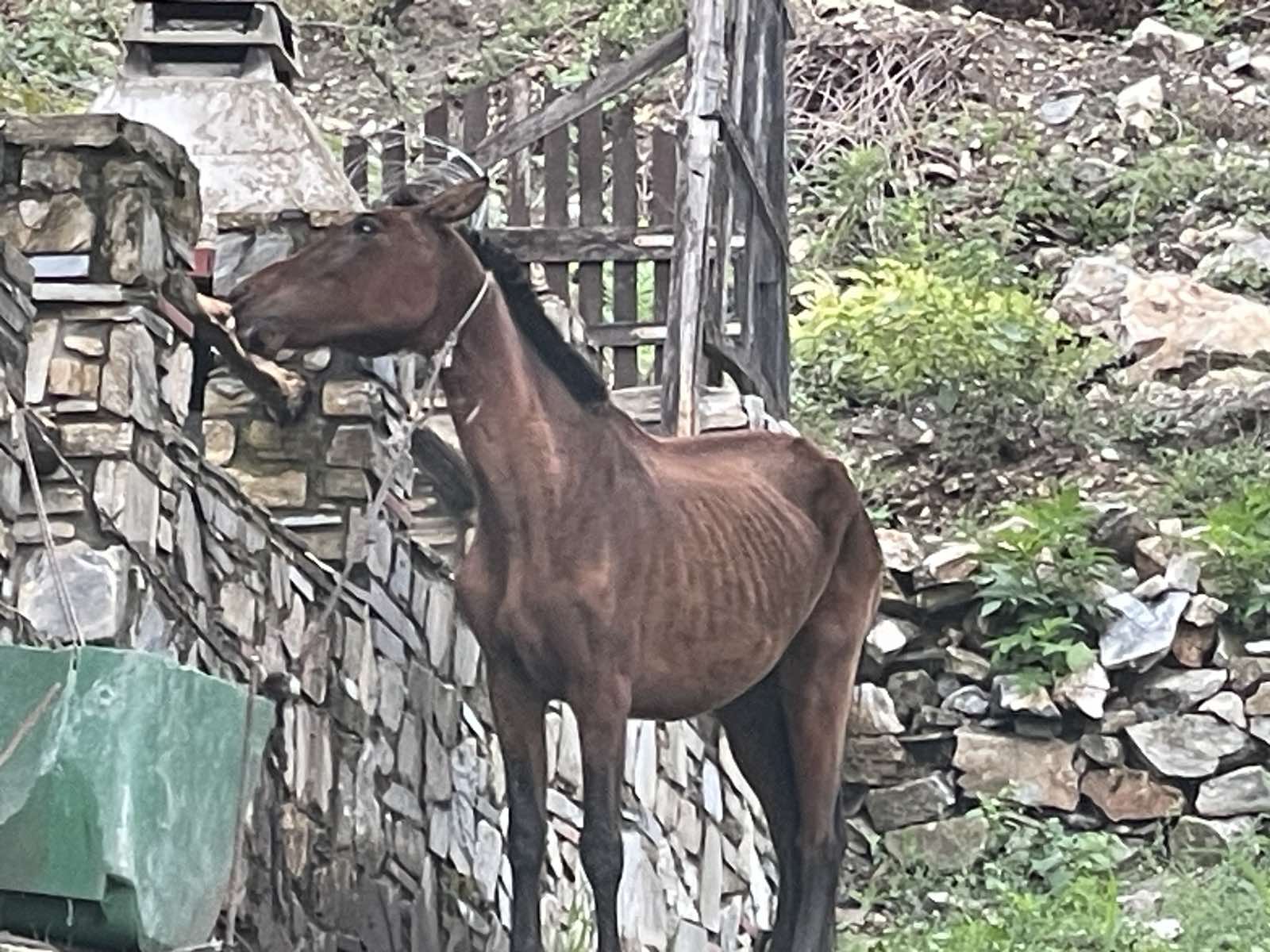 Σκελετωμένο άλογο στους Παλιούς Πόρους Πιερίας – Ο ιδιοκτήτης του ισχυρίζεται ότι το ζώο είναι καλά (βίντεο)