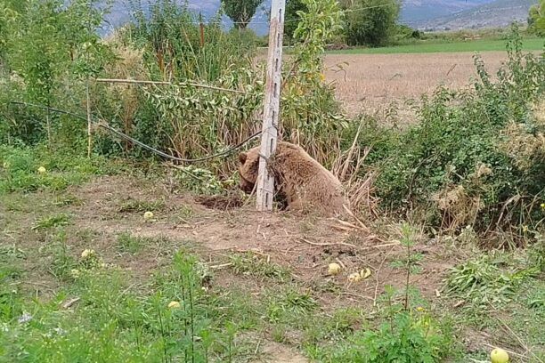 Πολυκάρπη Καστοριάς: Αρκούδα βρήκε φρικτό θάνατο – Παγιδεύτηκε σε σύρμα περίφραξης και βασανίστηκε μέχρι να ξεψυχήσει (βίντεο)