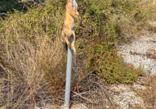 Σαϊδόνα Μεσσηνίας: Κρέμασε αλεπού σε πινακίδα του Κ.Ο.Κ.