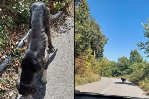 Έκκληση για σκελετωμένο σκύλο στα Αμπέλια Τρικάλων