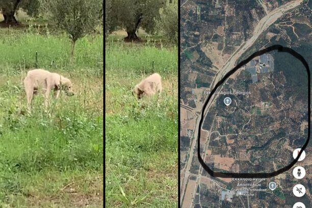 Ορμύλια Χαλκιδικής: Έκκληση για εντοπισμό σκύλου με κομμένο λαιμό από συρμάτινη θηλιά (βίντεο)