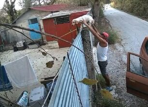 Κέρκυρα: Άνδρας πέταξε σκύλο από μεγάλο ύψος εντός καταφυγίου στο Νεοχώρι (βίντεο)