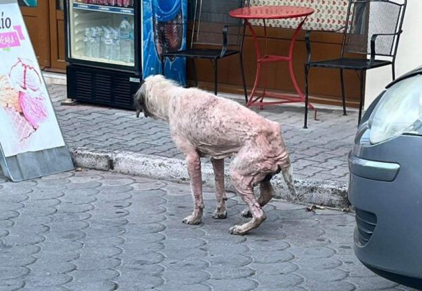 Νικήσιανη Καβάλας: Έκκληση για τον σκελετωμένο και άρρωστο σκύλο