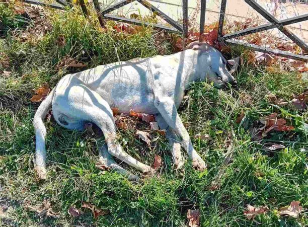 Αρκαδία: Πολλά σκυλιά και γάτες δολοφονήθηκαν σε Τεγέα, Ρίζες, Στάδιο και Σβωλαίικα (βίντεο)