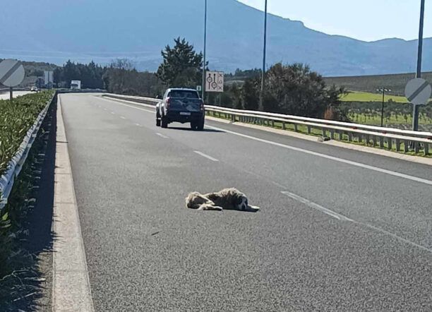 Σκύλος επί ώρες κείτεται παράλυτος στην άσφαλτο στην Εθνική και ο Δήμος Κορινθίων αρνείται να βοηθήσει