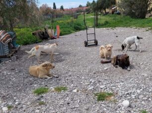 Χωρίς τροφή αφήνει ο Δήμος Μεσολογγίου αδέσποτα σκυλιά που φιλοξενούνται στο «Μοτίβο»