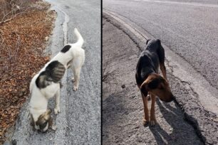 Σκελετωμένα χωρίς φροντίδα ή εξαφανισμένα εκατοντάδες αδέσποτα σκυλιά με ευθύνη του Δήμου Βόλου