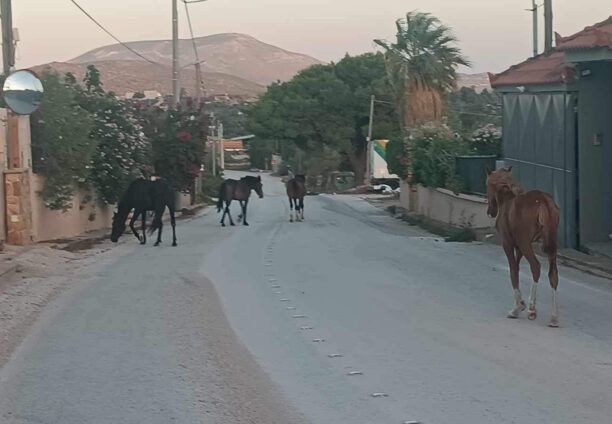 Το κράτος ανύπαρκτο παρά την πιθανότητα θανατηφόρου τροχαίου και με τα εγκαταλελειμμένα άλογα του Υμηττού