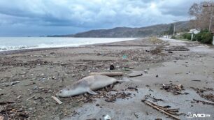 Εύβοια: Φώκια πυροβολημένη με μονόβολο βρέθηκε δολοφονημένη στην παραλία Ψαροπουλίου