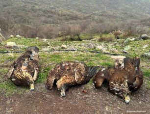 Τρεις σπάνιοι χρυσαετοί δολοφονημένοι με φόλες στο Κομψάτο Ξάνθης