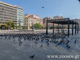 Εγκύκλιο - εντολή για θανάτωση περιστεριών εξέδωσε το Υπουργείο Υγείας!