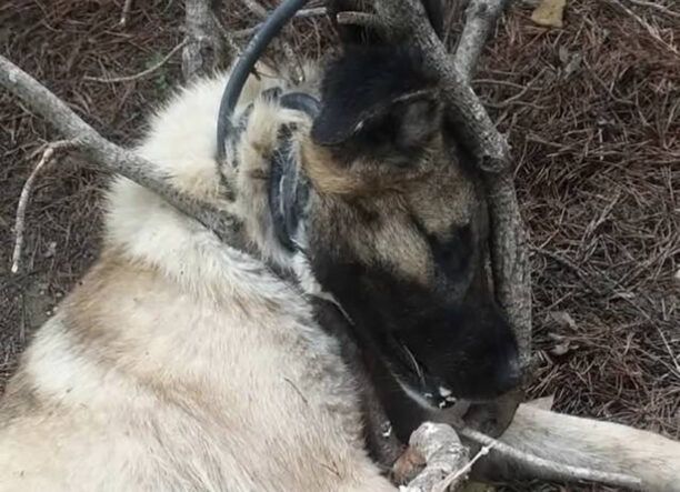 Κολχίδα Κιλκίς: Κρέμασε και έπνιξε σκύλο με καλώδιο ποτίσματος (βίντεο)