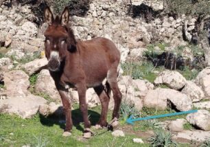 Λέσβος: Πρόστιμο, δικογραφία και σύλληψη 81χρονου για παστουρωμένο γαϊδούρι στον Έλαφο (βίντεο)