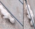 Αθήνα: Αφαιρέθηκε με εισαγγελική εντολή σκελετωμένος σκύλος Dogo Argentino (βίντεο)