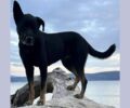 Χάθηκε σκύλος Γερμανών τουριστών στην Πύλο Μεσσηνίας