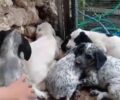 Προστασία Ζώων Αίγινας-Αγκιστρίου: Αδιάφορος ο Δήμος για τα αδέσποτα (βίντεο)