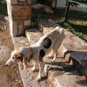 AigioAxaiasMonastiriTaxiarxonSkeletomenosSkylos4 4 2025 2