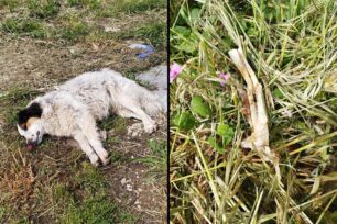 Κατσικάς Ιωαννίνων: Με φόλα δηλητηριασμένο αρνί δολοφόνησε τέσσερα σκυλιά