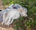 Κεφαλλονιά: Δύο οχήματα μπήκαν στο αντίθετο ρεύμα χτύπησαν και σκότωσαν σκύλο και δεν σταμάτησαν