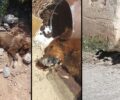 Κερατέα Αττικής: Με φόλες δολοφόνησε αδέσποτα σκυλιά στη Διψέλιζα