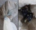Παιανία Αττικής: Βρήκε κουτάβια ζωντανά κλεισμένα σε τσουβάλια πεταμένα στα χωράφια (βίντεο)