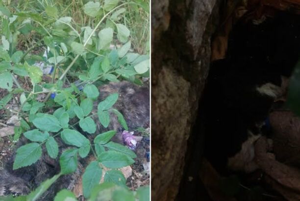 Σύμη: Με φόλες δολοφόνησε γάτες στο Πιτίνι