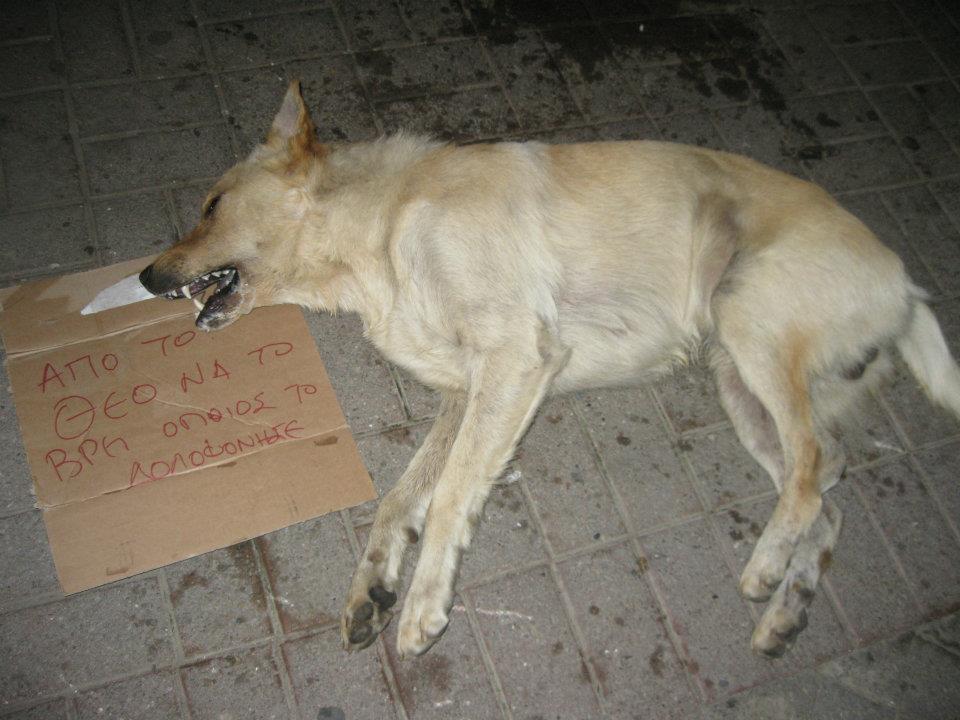 Ο «πολιτισμός» του Τύρναβου: Άλλος ένας σκύλος νεκρός από φόλα