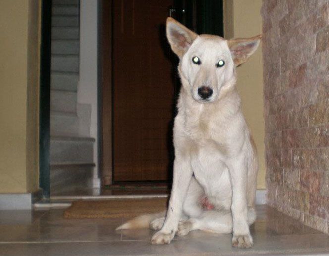 Θεσσαλονίκη: Στο αρχείο η υπόθεση δηλητηρίασης του σκύλου λόγω παραγραφής του αδικήματος