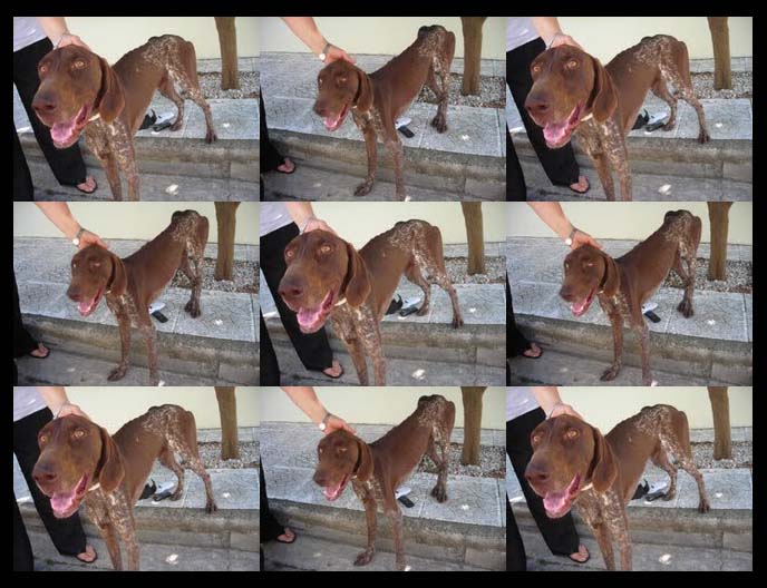 Σκελετωμένος σκύλος ράτσας Κούρτσχααρ στην Τούφα Χαλανδρίου Αττικής