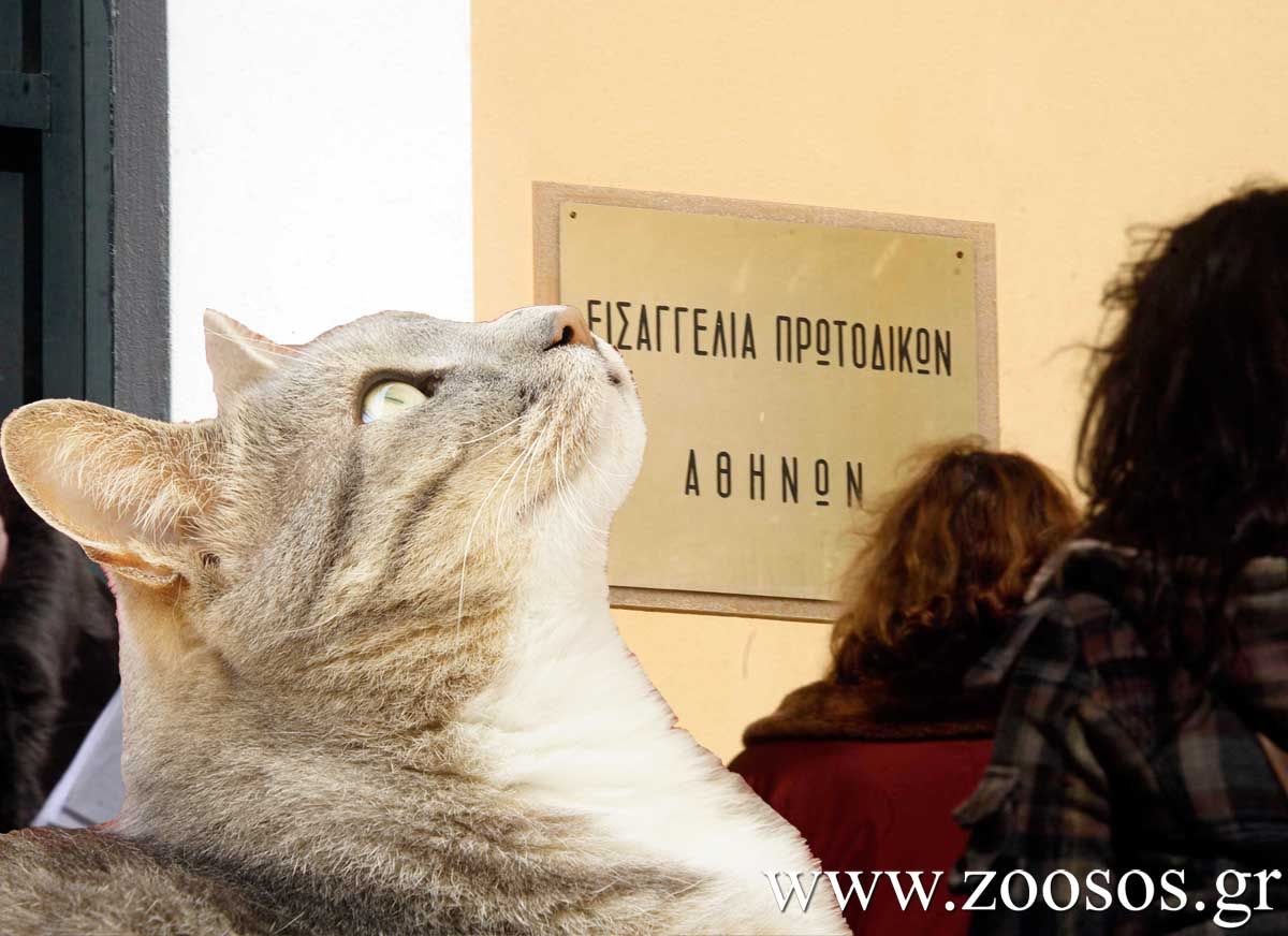 Τέλος η Εισαγγελέας Ζώων Αθηνών!