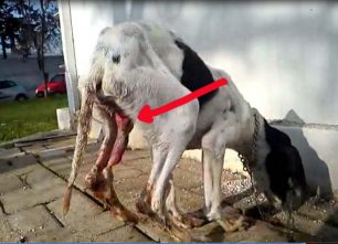 Βόλος: Έδεσαν το πέος του σκύλου για να τον βασανίσουν; (Βίντεο)
