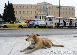 Φροντίδα για τα αδέσποτα της Αθήνας στο ψύχος