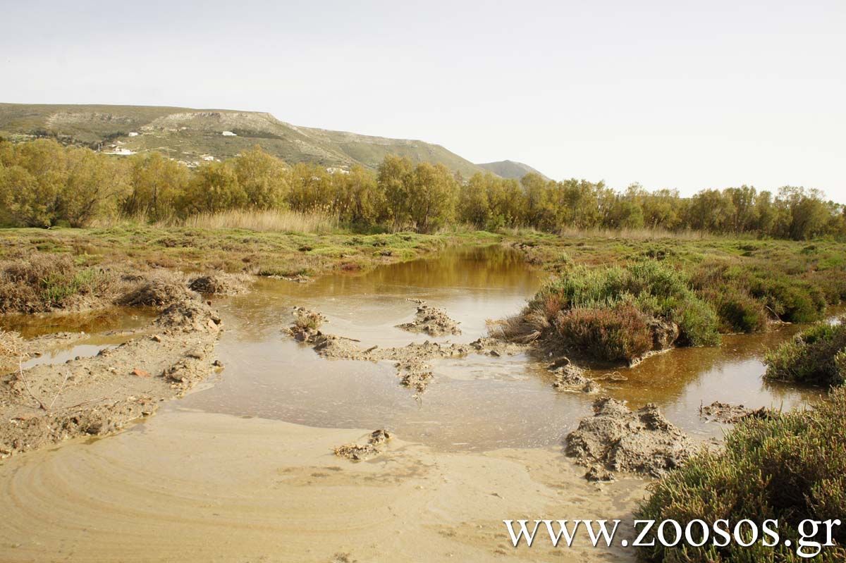 Υγρότοποι της Πάρου: Τα στολίδια του νησιού